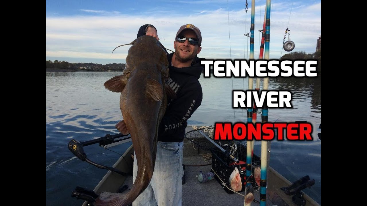 Tennessee River Monster Flathead Catfish - YouTube
