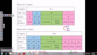 Major histocompatibility complex