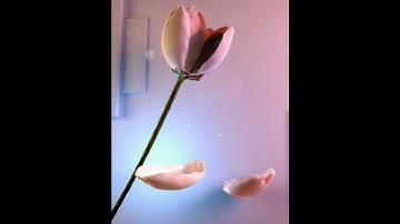 "Tulip Dance" #blender #animation #cycles  #3d, #cgi #b3d #davinciresolve 