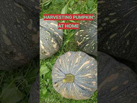 HARVESTING PUMPKIN AT HOME #pumpkin #vegetables  #harvestingvegetables #gardening #gardeningathome