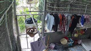 Snake Hunts Bird Inside Cage
