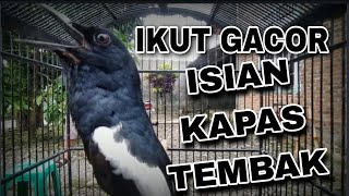 PANCINGAN KACER GACOR ISIAN KAPAS TEMBAK || 99% IKUT GACOR BONGKAR ISIAN