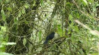 HB - Turdus serranus - Glossy-black Thrush