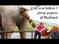 How to make paper out of elephant poo @Thailand