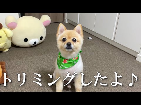 世界一柴犬カットが似合うポメラニアンがこちら…笑