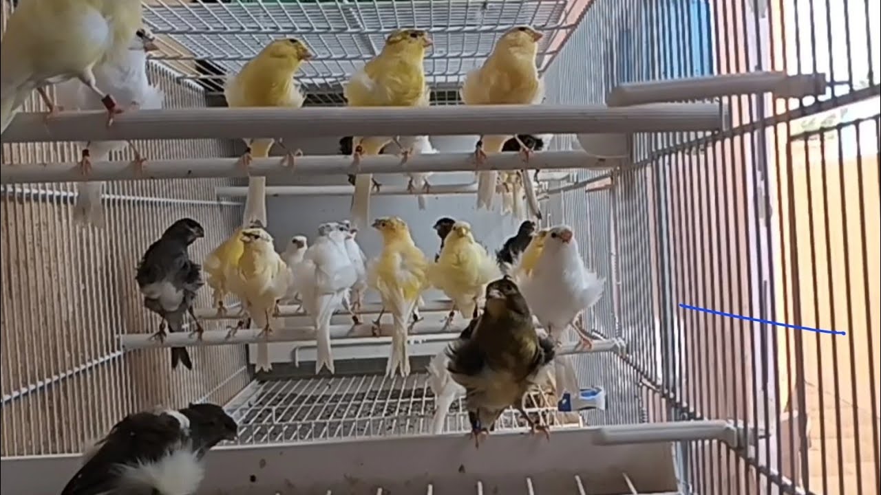 Canarini Quasi A Fine Muta