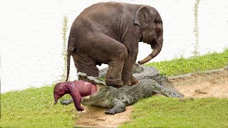 Leopard, Elephant Risked Her Life To Attack Ferocious Crocodile To Save His Newborn Baby - Lions...