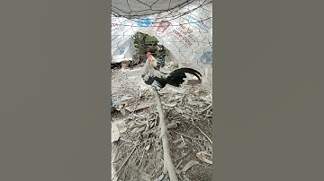 chuối tơ🐓#thứcgàrừng86 #gàrừngtaitrắng #gàrừngrặc