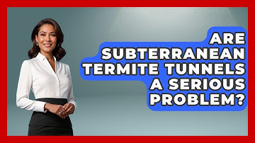 Are Subterranean Termite Tunnels A Serious Problem? - Insects and Invaders
