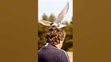 Wat kan een vogelaanval veroorzaken? #vogels #vogels