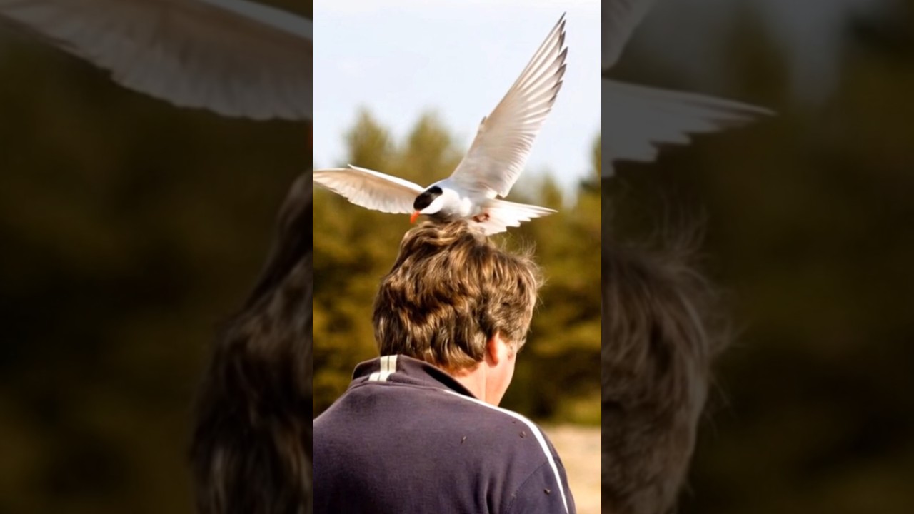 What Are The TOP Causes of Bird Attack? 