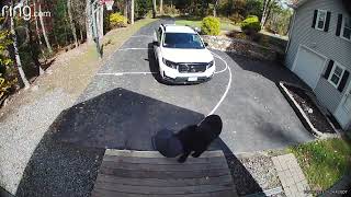 Thieving Bear Steals Trash Can
