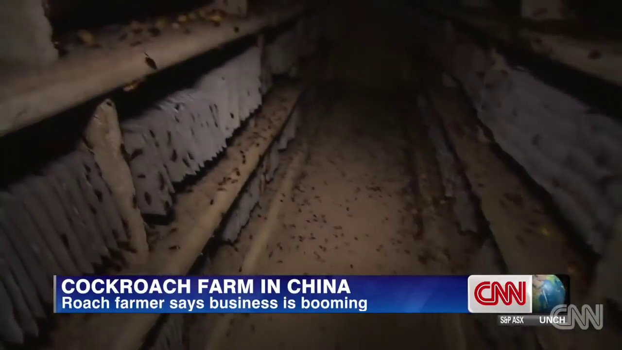 Ano na kaya sunod na kakainin ng mga tsekwa | Cockroach farm in china.  