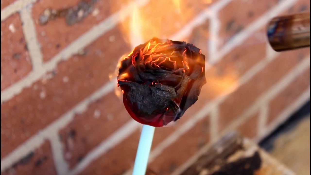 GAS TORCH VS ROSE