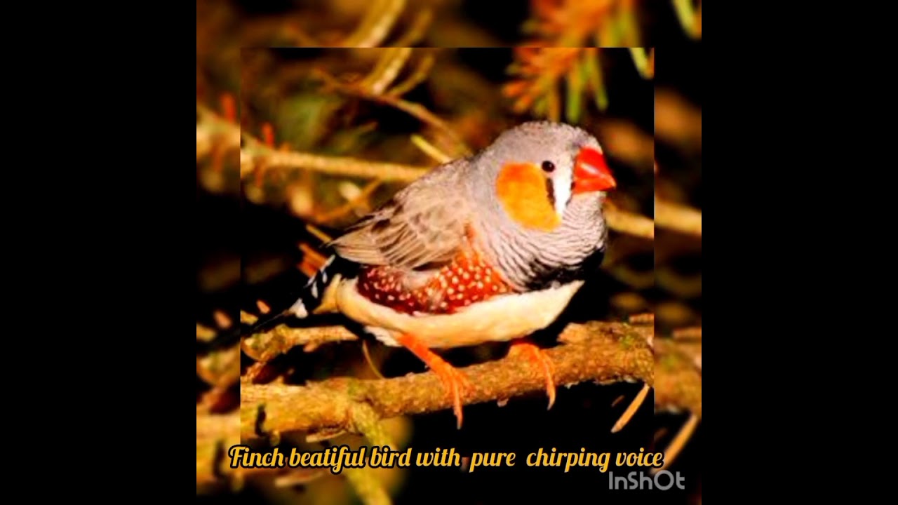 love birds | birds video sound | birds.... shorts || fascinating finch