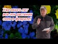 Что посеять в феврале на рассаду? Наш список овощей и цветов.