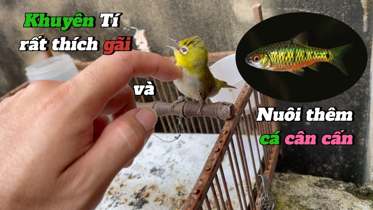 Em khuyên Tí nghiện GÃI và Nuôi thêm cá cân cấn sinh sản | CHIẾN SÒ TV