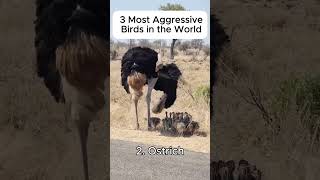 🐦 3 Most Aggressive Birds in the World #viralreels #animals #anmals #viral #cute #viralshort #funny