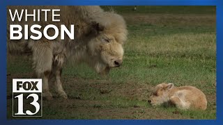 Rare white bison born in Evanston Wyoming