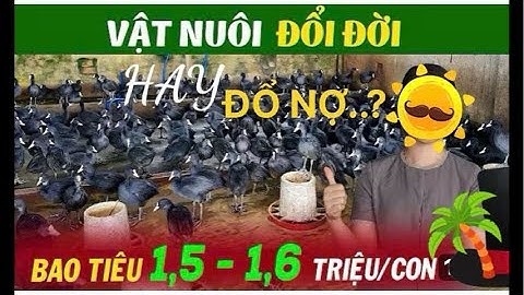 🦆🔴Live : NUÔI CHIM SÂM CẦM KIẾM TIỀN TỶ hãy PHÂN TÍCH VÀ PHẢN BIỆN 022.88.63.1111