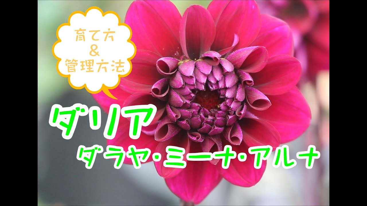 ダリア ダラヤ・ミーナ・アルナ育て方＆管理方法 - YouTube