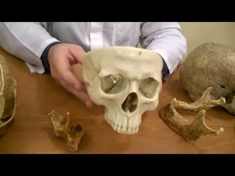 Video thumbnail: Лекція  Скелет черепа.  ЗДМК.  ua
