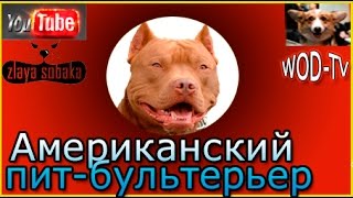 Американский пит-бультерьер Vs Стаффордшир. Американский пит-бультерьер Vs Стаффордшир.