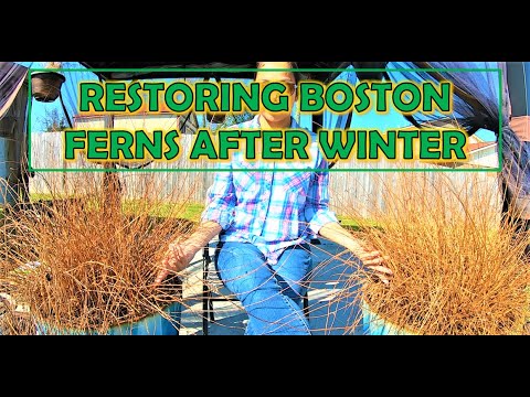 WATCH THIS FERN GROW BACK AFTER WINTER