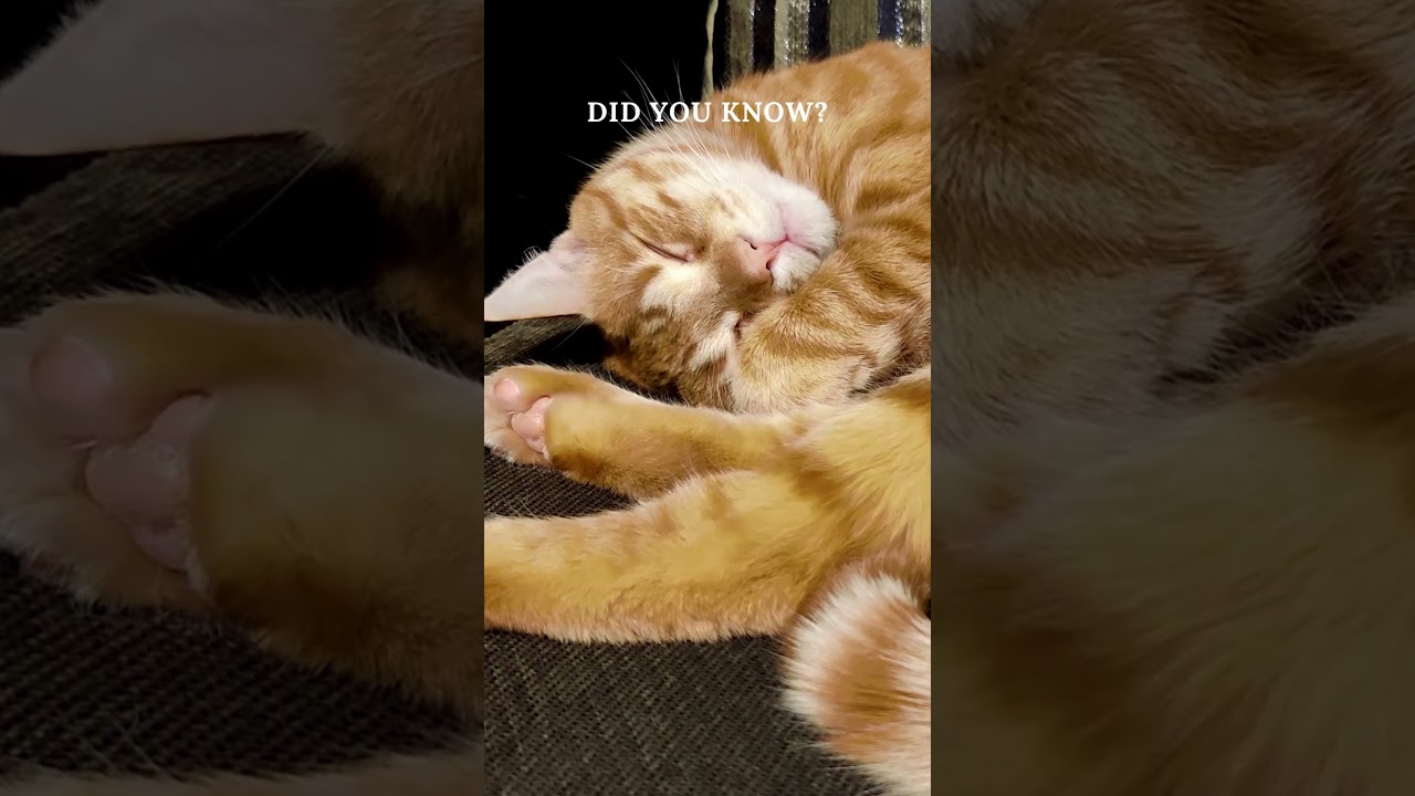 🐱🎵 Healing Frequencies: Cat Purr Power 