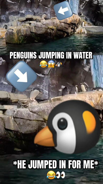 PENGUINS AT SEA WORLD JUMPING!😱😍😂#funny #viral #penguin