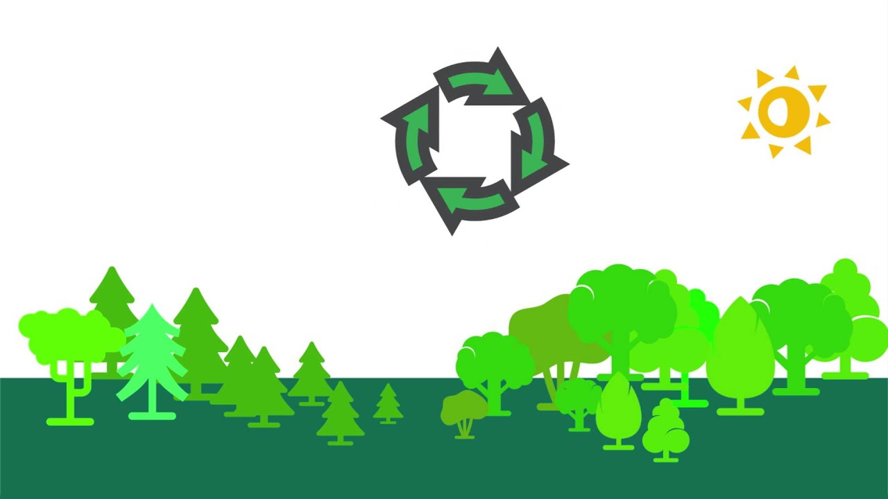 Sustainable Forest Management A Way Of Combating Climate Change YouTube