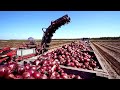 See How This Onion Harvester Works. Incredible Modern Farm Machinery. Amazing Modern Farm