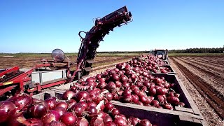 See How This Onion Harvester Works. Incredible Modern Farm Machinery. Amazing Modern Farm