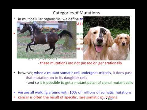 Lecture 15 Gene Mutations And DNA Repair