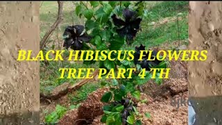 BLACK HIBISCUS FLOWERS TREE PART 4TH.