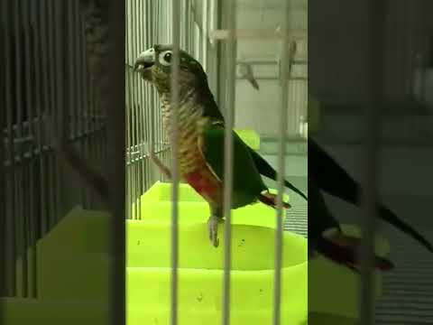 yellow sided Green Cheek Conure | #conure #yellowsidedconure #shorts