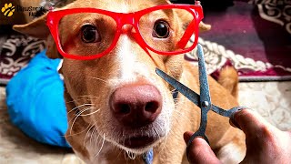 What Would Happen if You Cut a Dog's Whiskers? by Pawsome Facts 1,720 views 1 year ago 2 minutes, 56 seconds