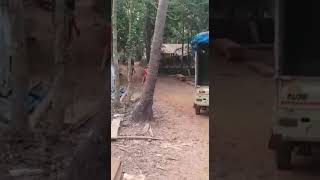 Sancoale Raw video of theft and attack by Sancoale church Padri - Part 1 by Funny Cats 1,521 views 4 years ago 4 minutes, 11 seconds