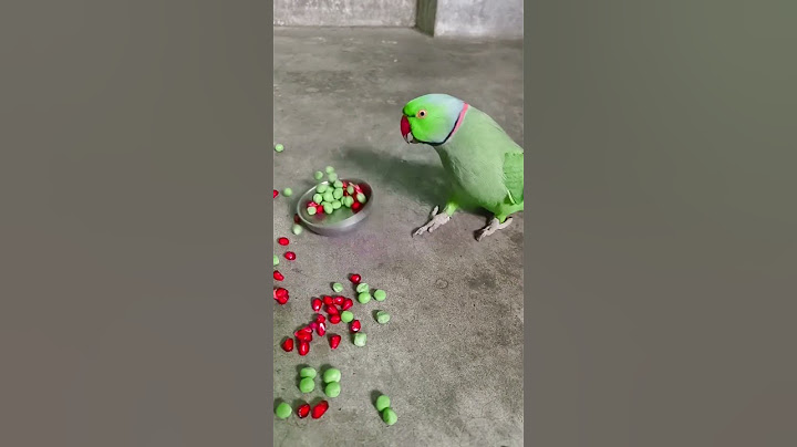 talking parrot felling angry 👿😡😡 #parrot #talkingparot #funny #nonstoptalkingparrot #talkingbird