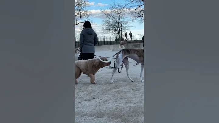 One Thing To Try In NYC: Carl Schurz Park #nyc #parks #nycvlog #nyclife