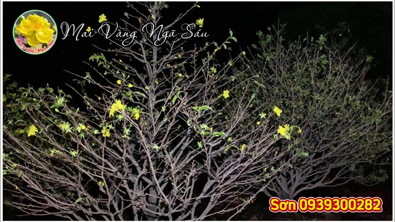 Quy trình chăm sóc phục hồi cây mai sau tết chi tiết