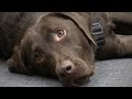 Broward's First Therapy Dog Helps Young Victims Broward's First Therapy Dog Helps Young Victims