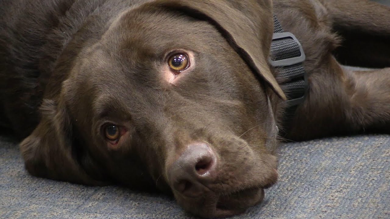 Broward's First Therapy Dog Helps Young Victims YouTube