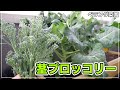 【ベランダ菜園】春の茎ブロッコリー栽培~種まきから収穫まで~冬の栽培と比べて【スティックセニョール】