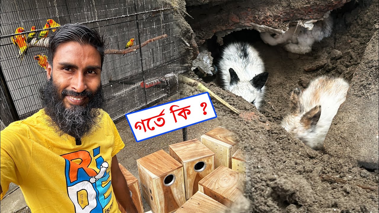 মাটির নিচে গর্তে ফের গুপ্তধন || Bird's Canvas