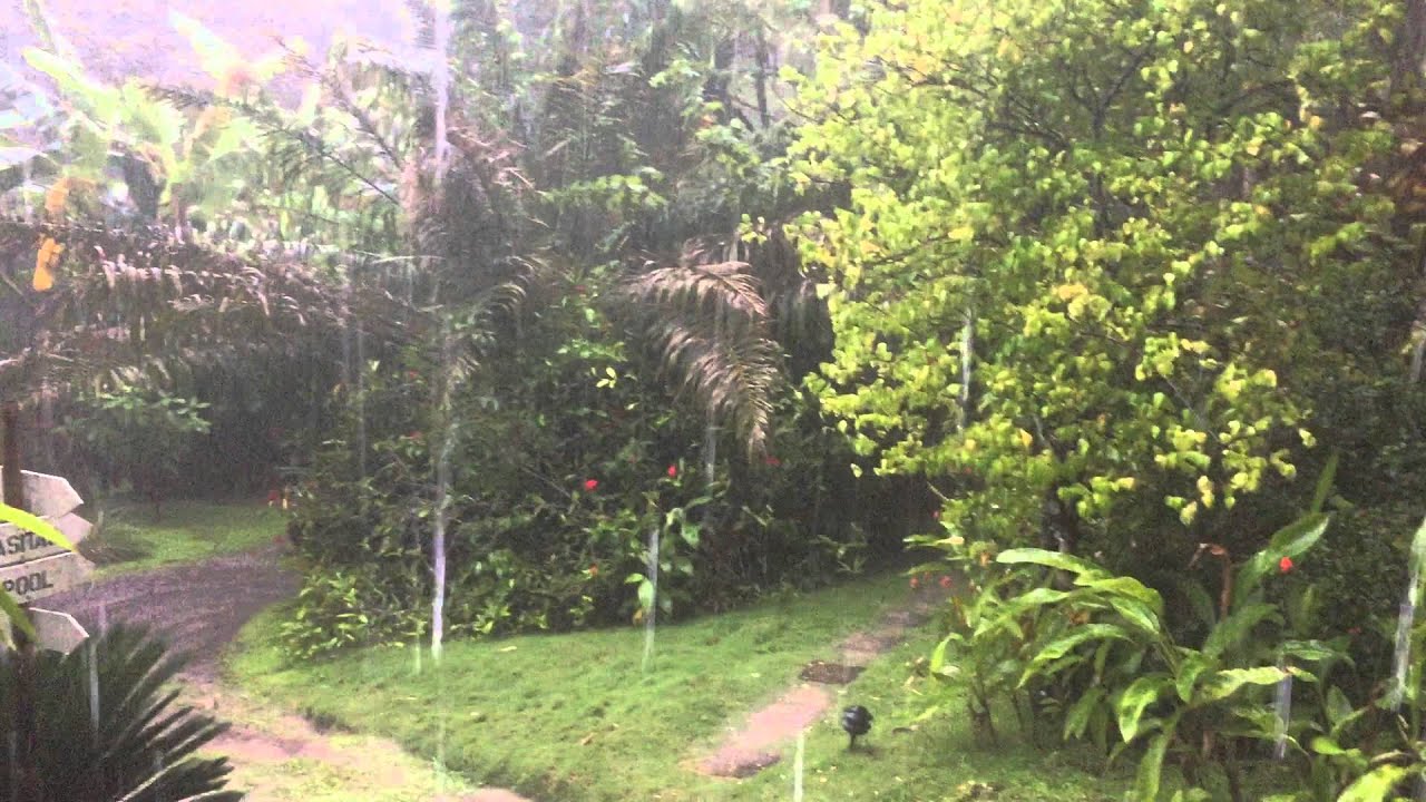 Jungle Shower YouTube