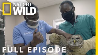 Owl Rescue (Full Episode) | Critter Fixers