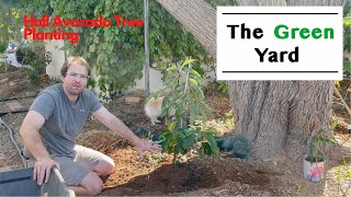 Planting a Hall Avocado Tree in Phoenix, AZ