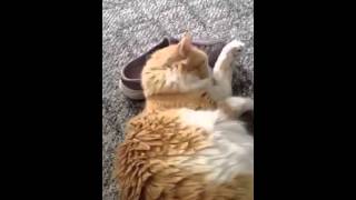Butters and the shoe