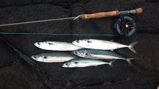 Saltwater Fly Fishing UK: Mackerel and Pollock